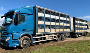 MERCEDES-BENZ Actros 2548 for pigs transport livestock truck + livestock trailer